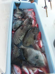 big triggerfish in the fish box